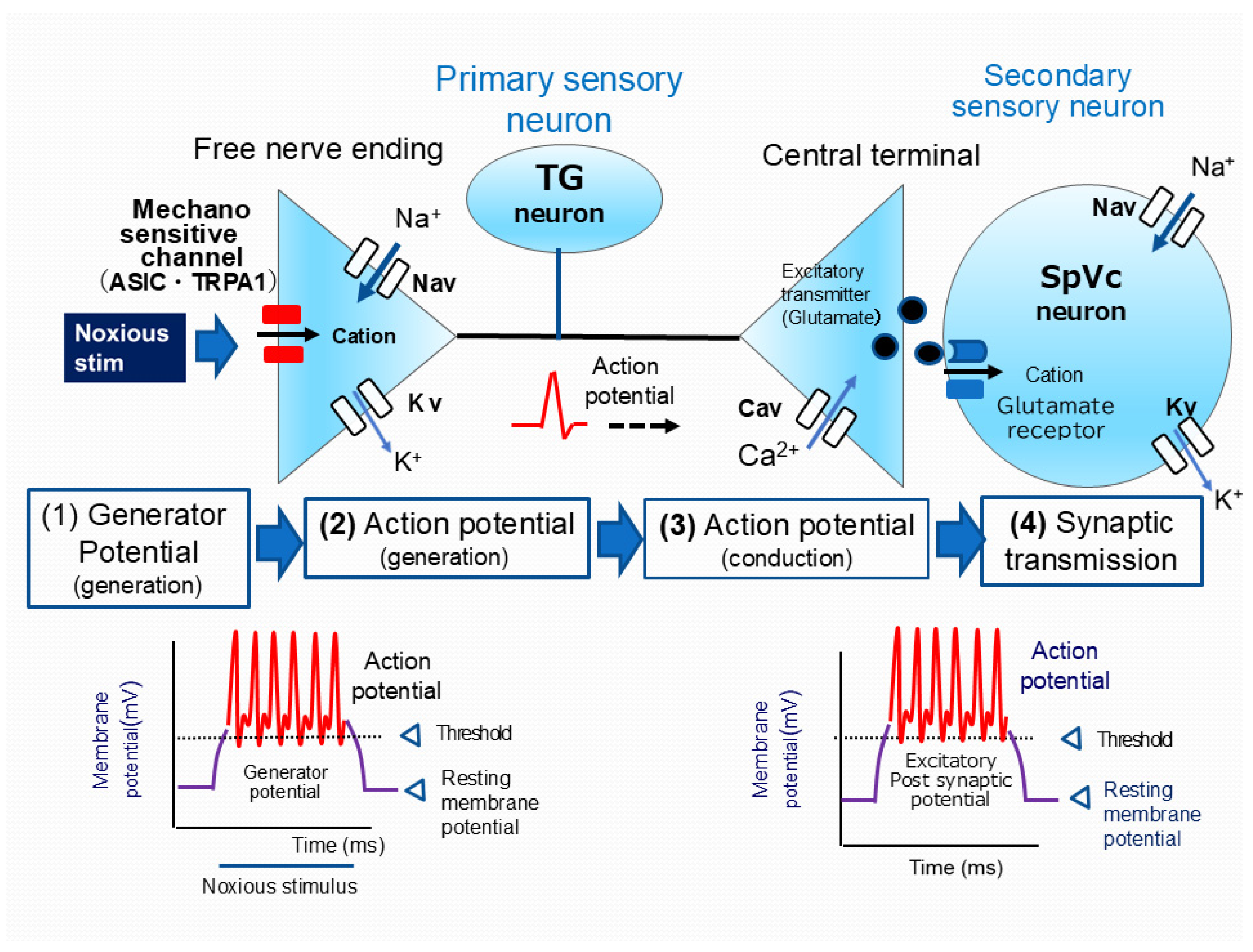 Ijms 26 06305 g002 Ijms 26 06305 g002
