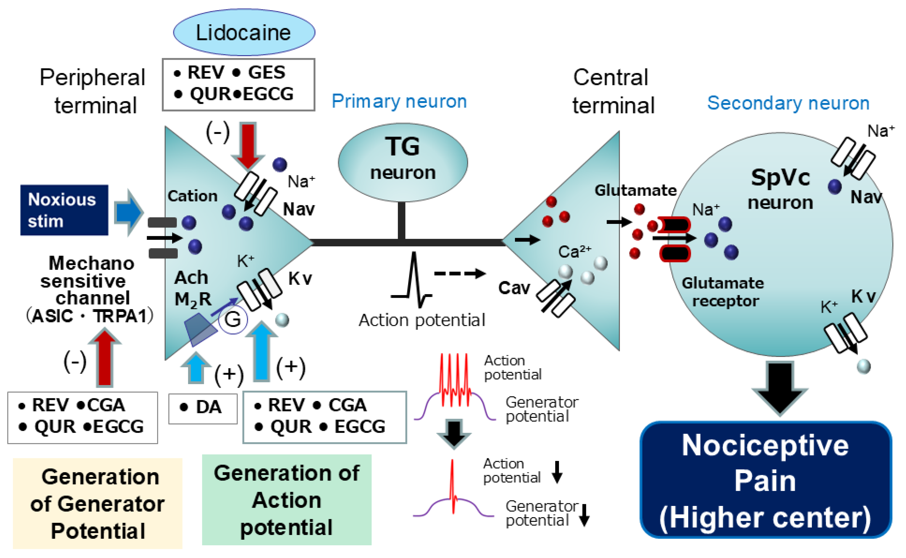 Ijms 26 06305 g003 Ijms 26 06305 g003