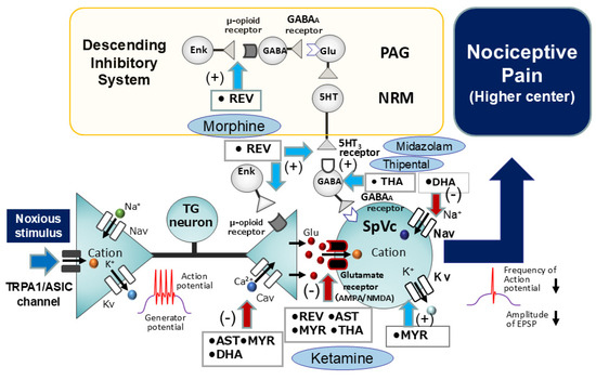 Pain Management with Natural Products: Neurophysiological Insights
