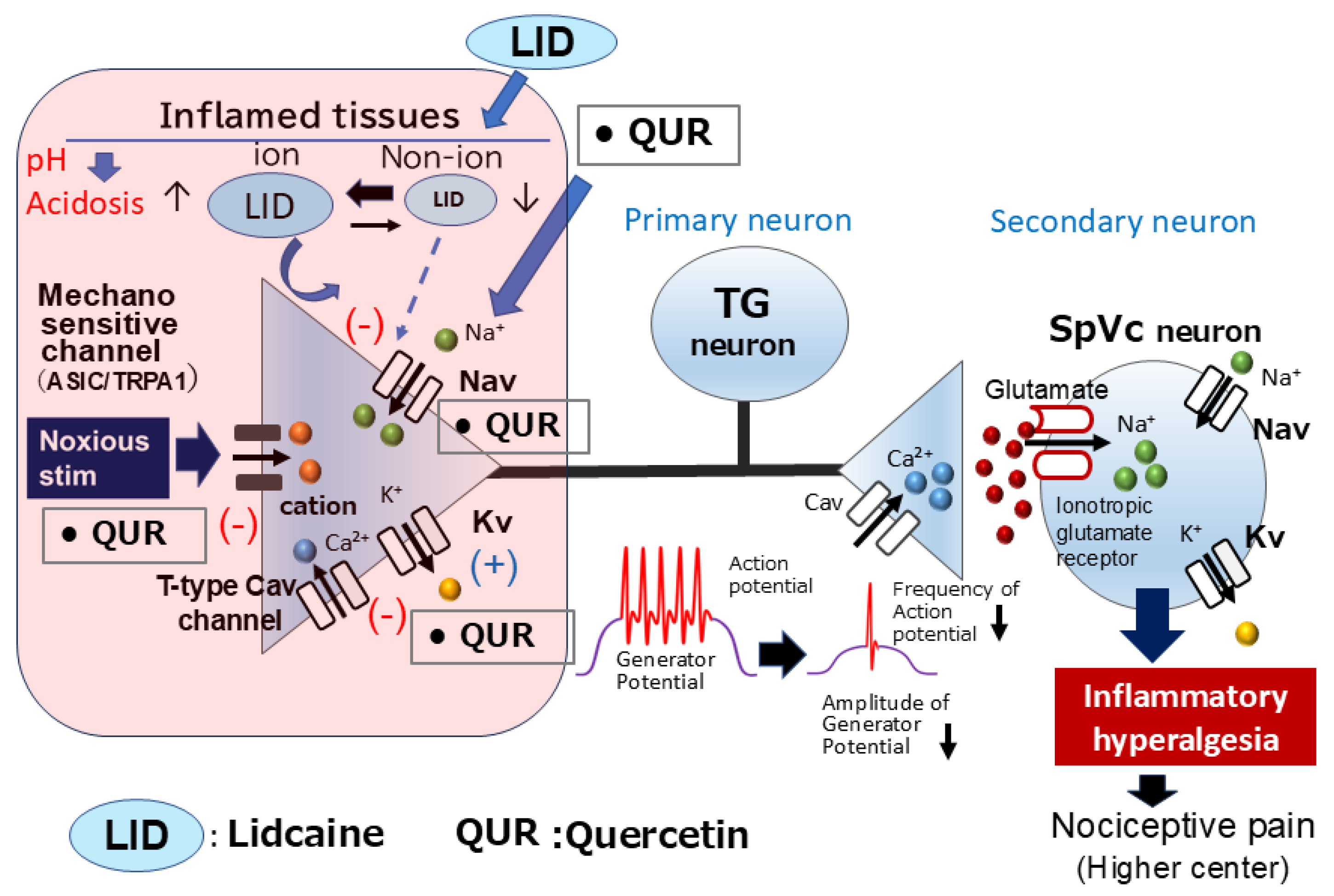 Ijms 26 06305 g005 Ijms 26 06305 g005