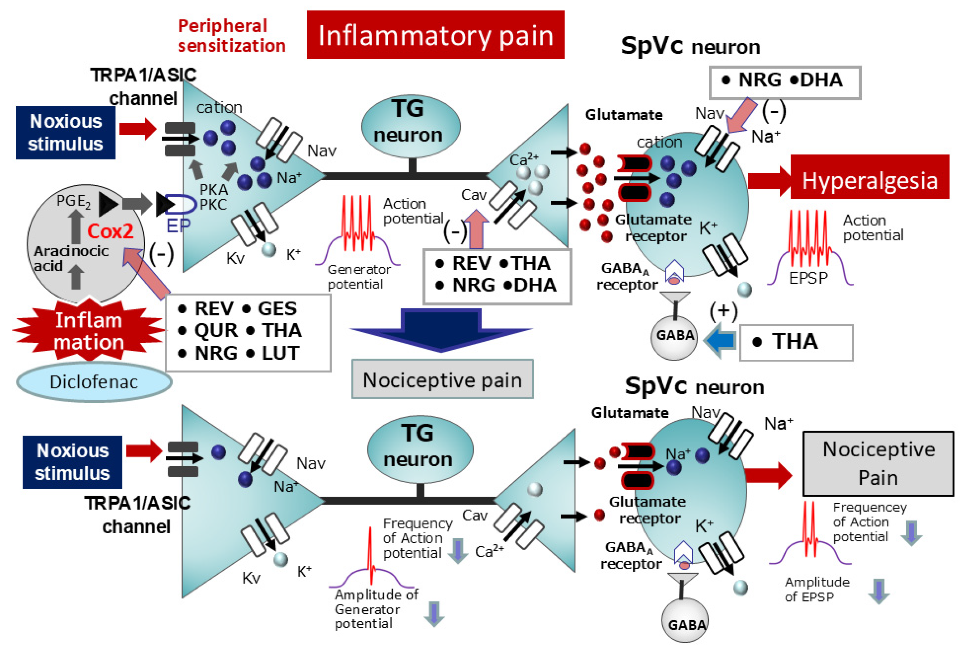 Ijms 26 06305 g006 Ijms 26 06305 g006