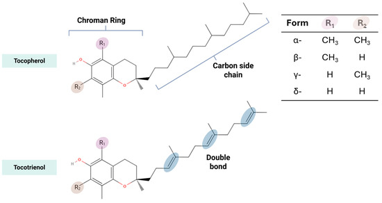Shifting Perspectives on the Role of Tocotrienol vs