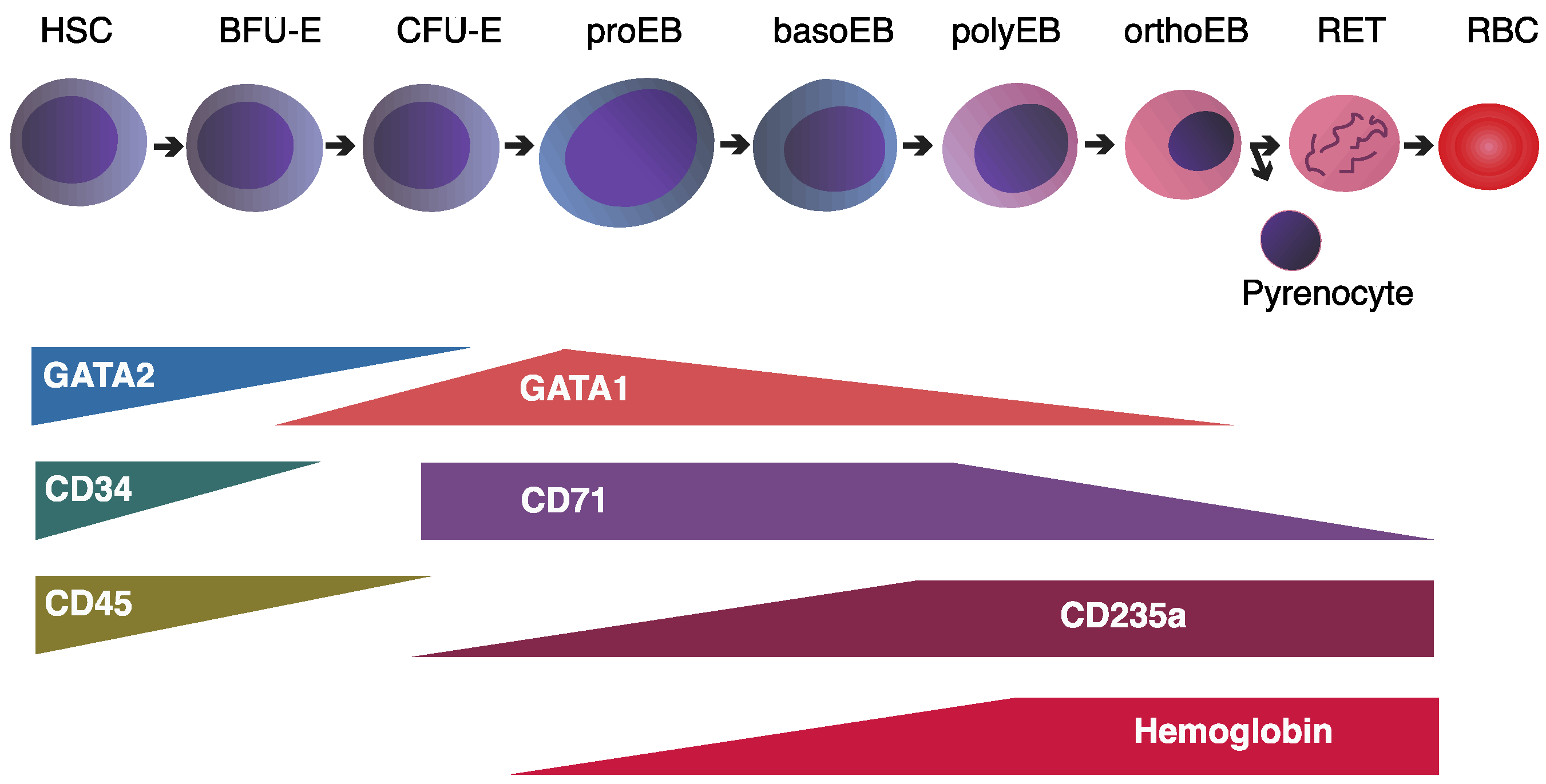 Ijms 26 06342 g003 Ijms 26 06342 g003