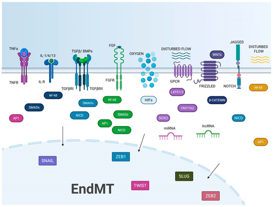 Shifting Shapes: The Endothelial-to-Mesenchymal Transition