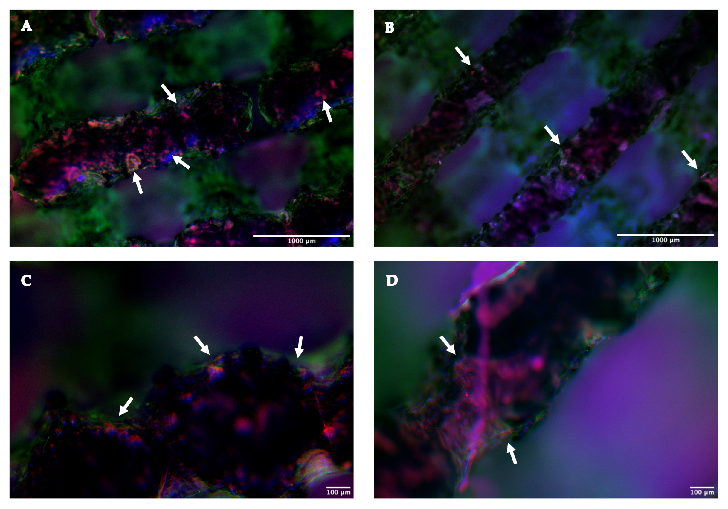 Ijms 26 06354 g007 Ijms 26 06354 g007