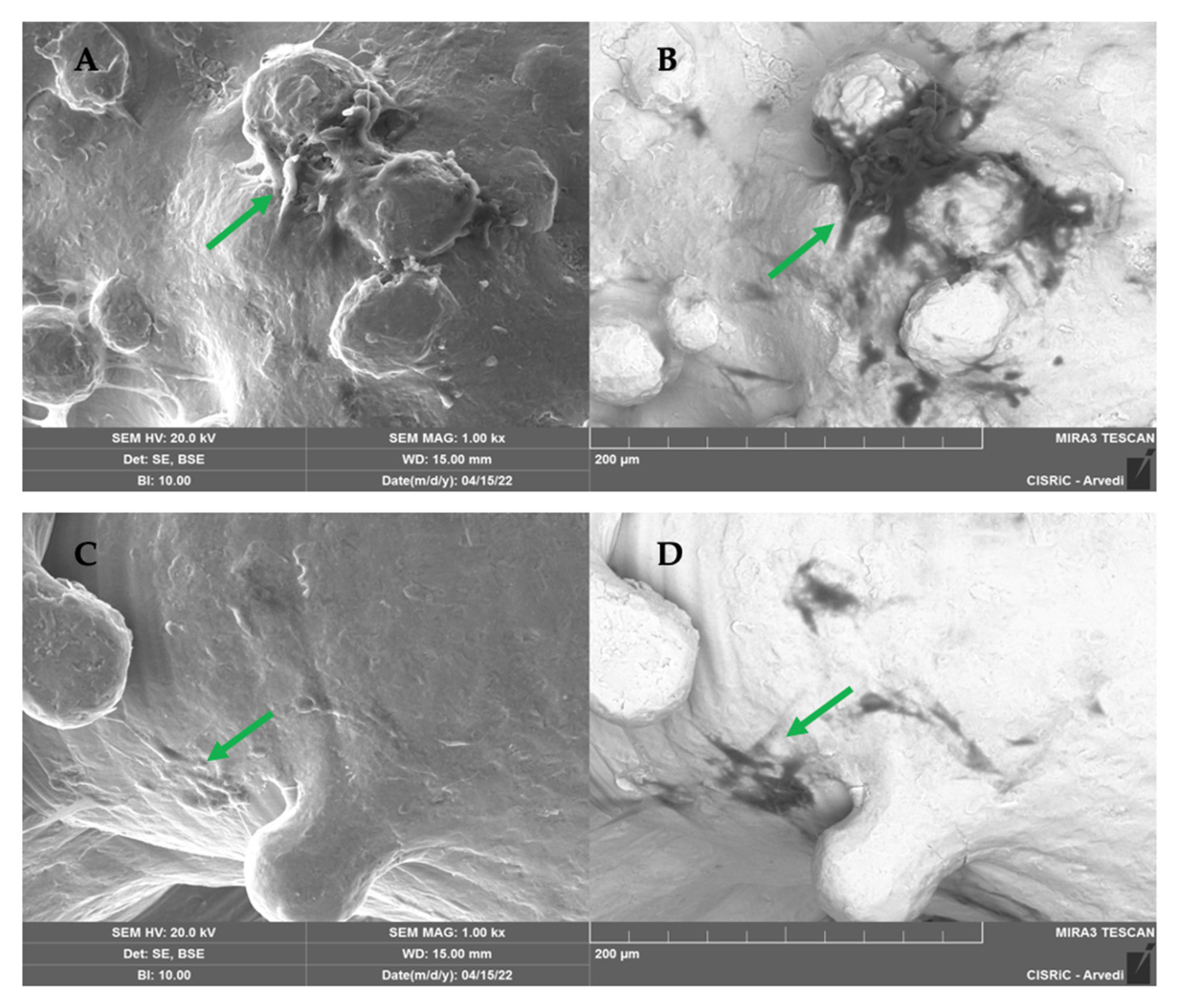 Ijms 26 06354 g008 Ijms 26 06354 g008