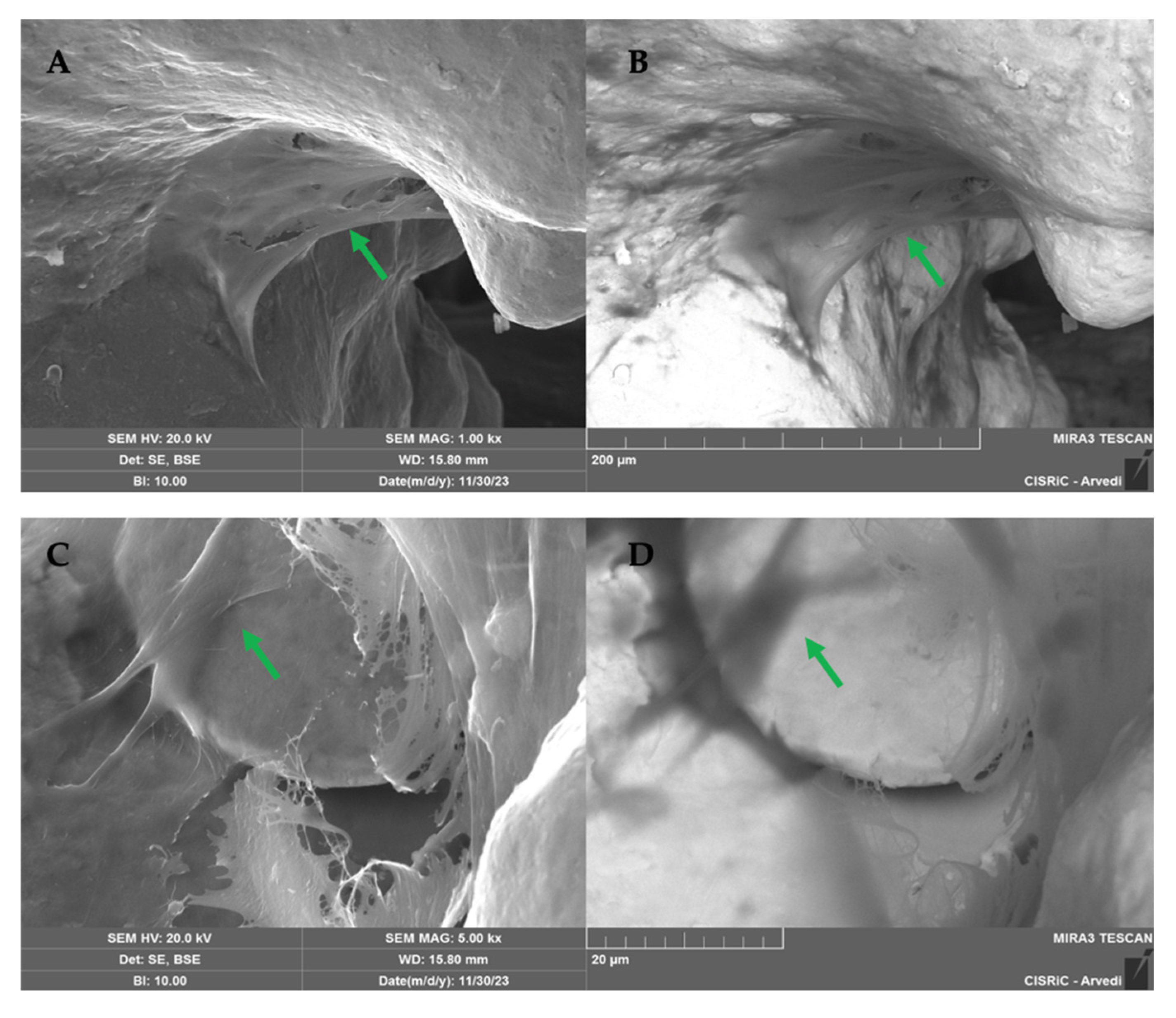 Ijms 26 06354 g009 Ijms 26 06354 g009