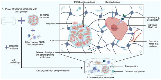 おに2 Biomimetic Tumour Model Systems for Pancreatic Ductal