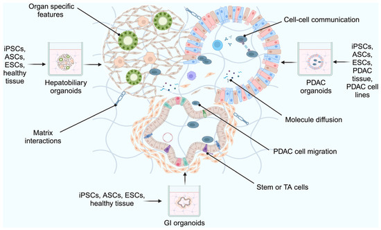 Biomimetic Tumour Model Systems for Pancreatic Ductal