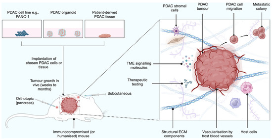 やまだ Biomimetic Tumour Model Systems for Pancreatic Ductal