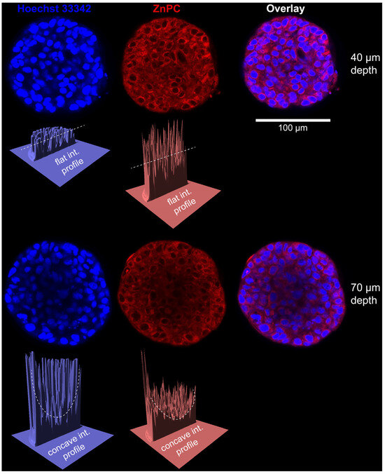 オルテガ2 バレル【ダイナスティー】カタナ KATANA オルテガ2 山本信博