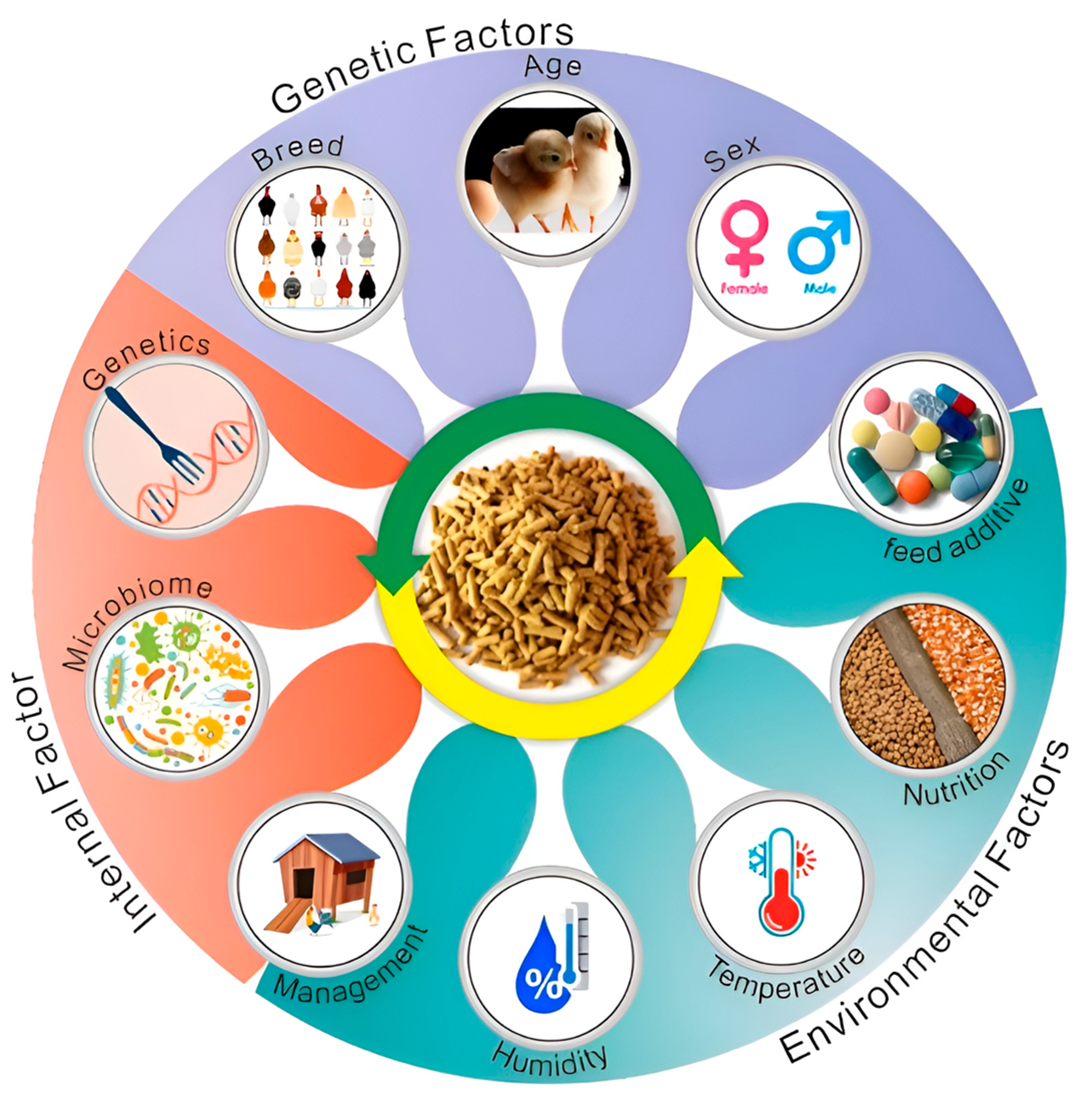 Molecular Mechanisms and Regulatory Factors Governing Feed