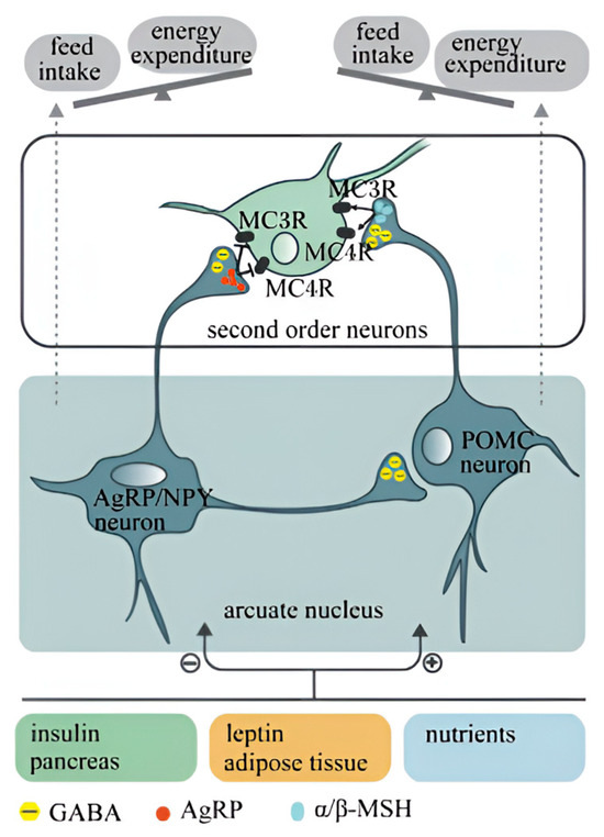 フィギュア（NPY） Cellular Senescence and Extracellular Vesicles in the