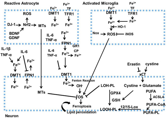 Parkinson Disease Signaling Pathways, Molecular Mechanisms