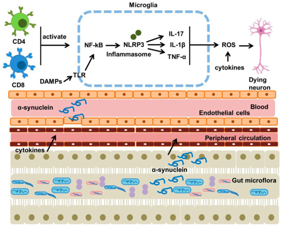 Parkinson Disease Signaling Pathways, Molecular Mechanisms