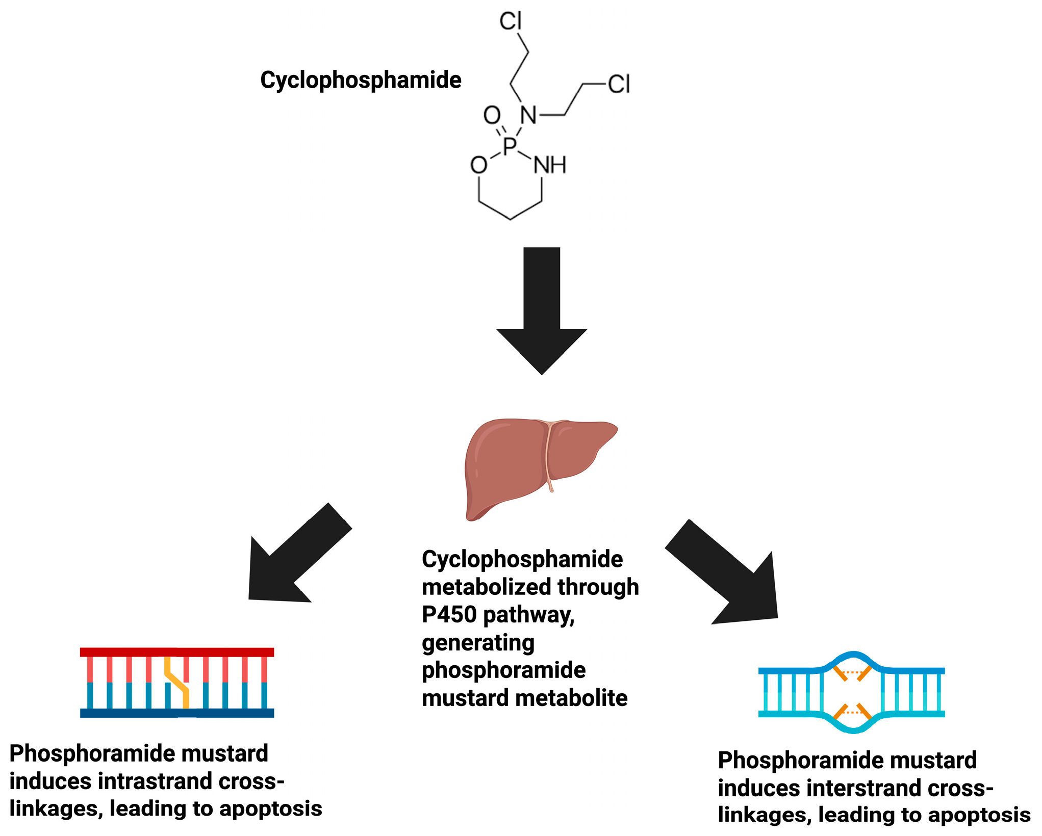 Ijms 26 06440 g001 Ijms 26 06440 g001