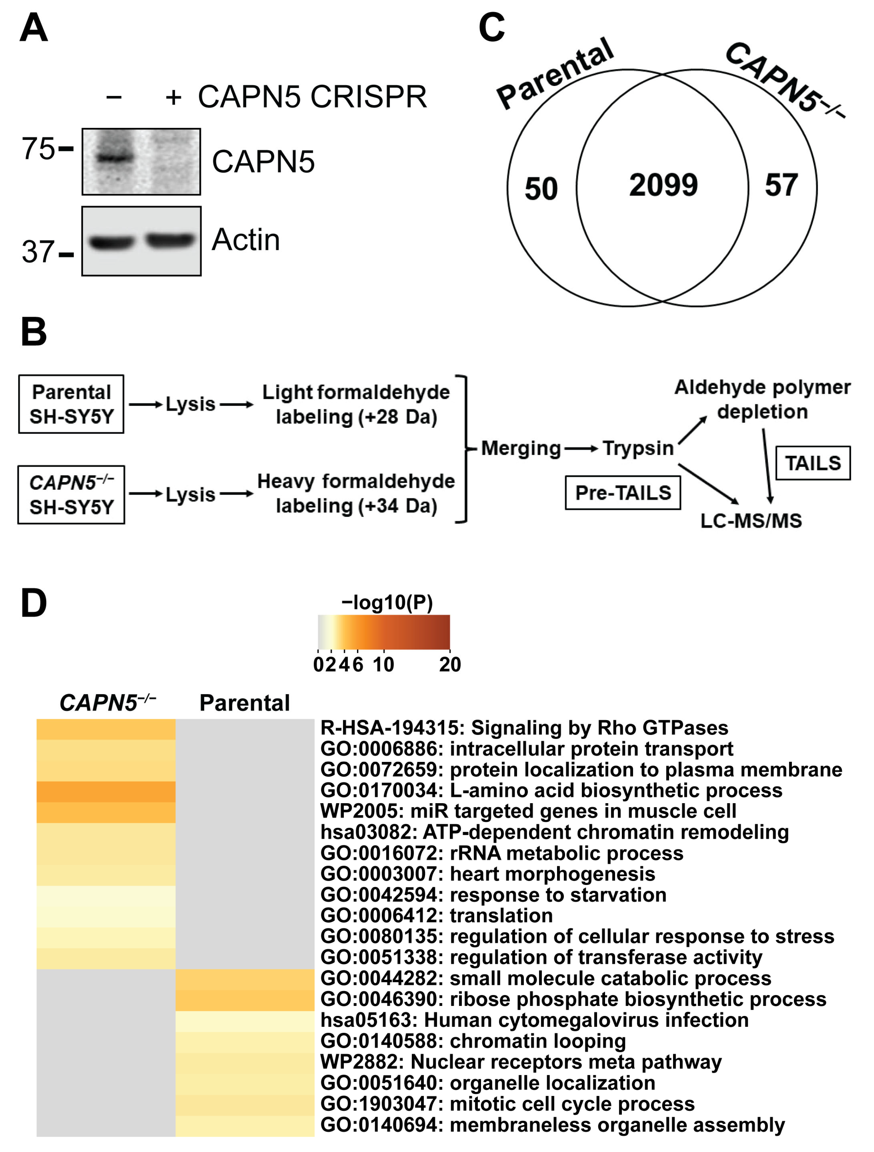 Ijms 26 06459 g001 Ijms 26 06459 g001