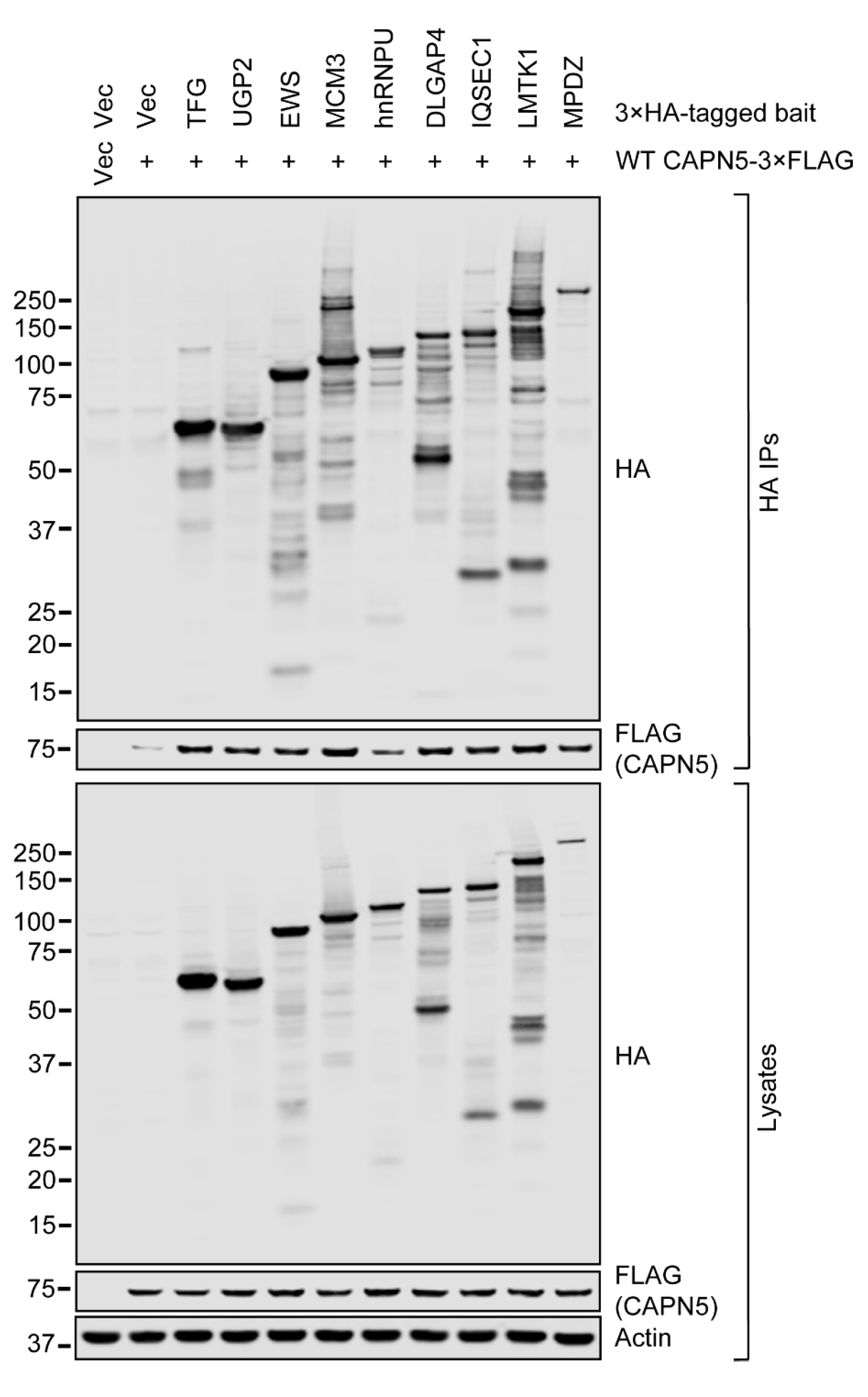 Ijms 26 06459 g003 Ijms 26 06459 g003