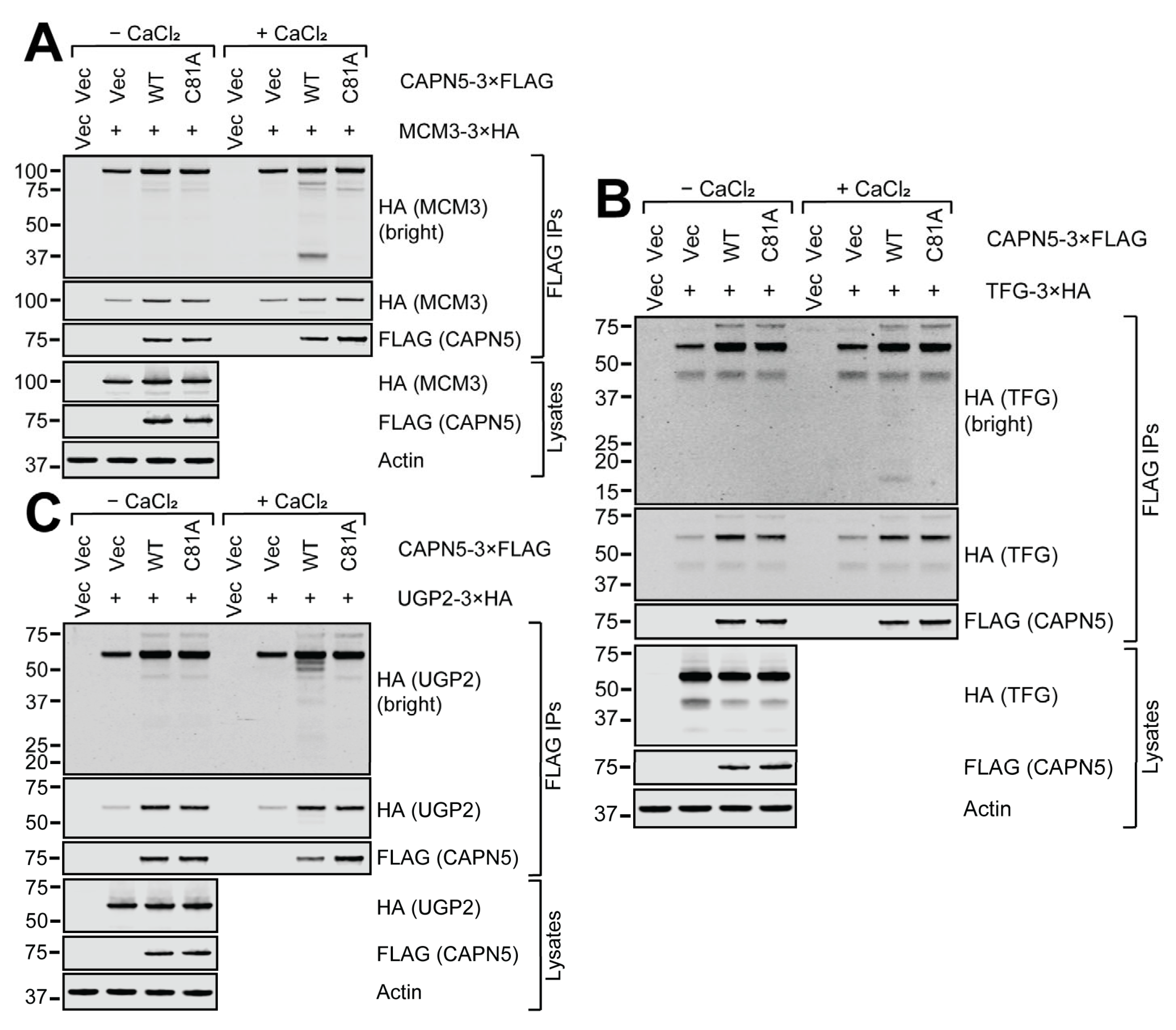 Ijms 26 06459 g005 Ijms 26 06459 g005