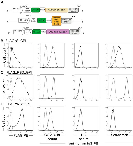 Moloney Murine Leukemia Virus-like Nanoparticles Pseudo