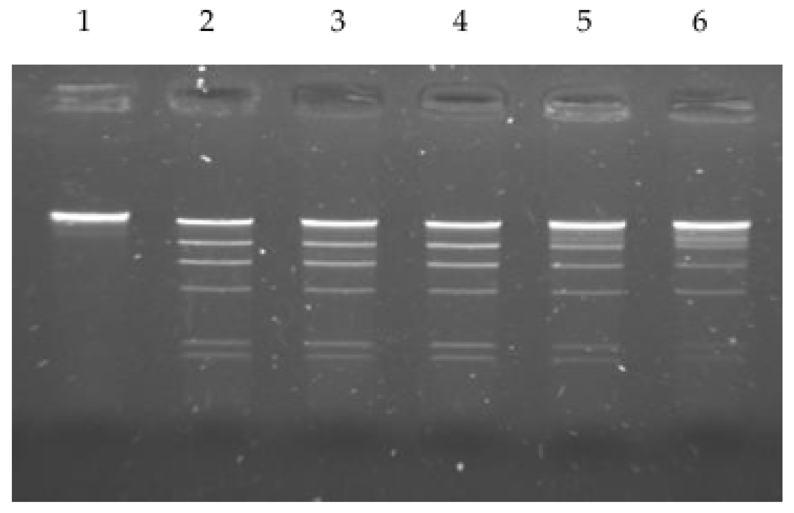 Ijms 26 06548 g001 Ijms 26 06548 g001