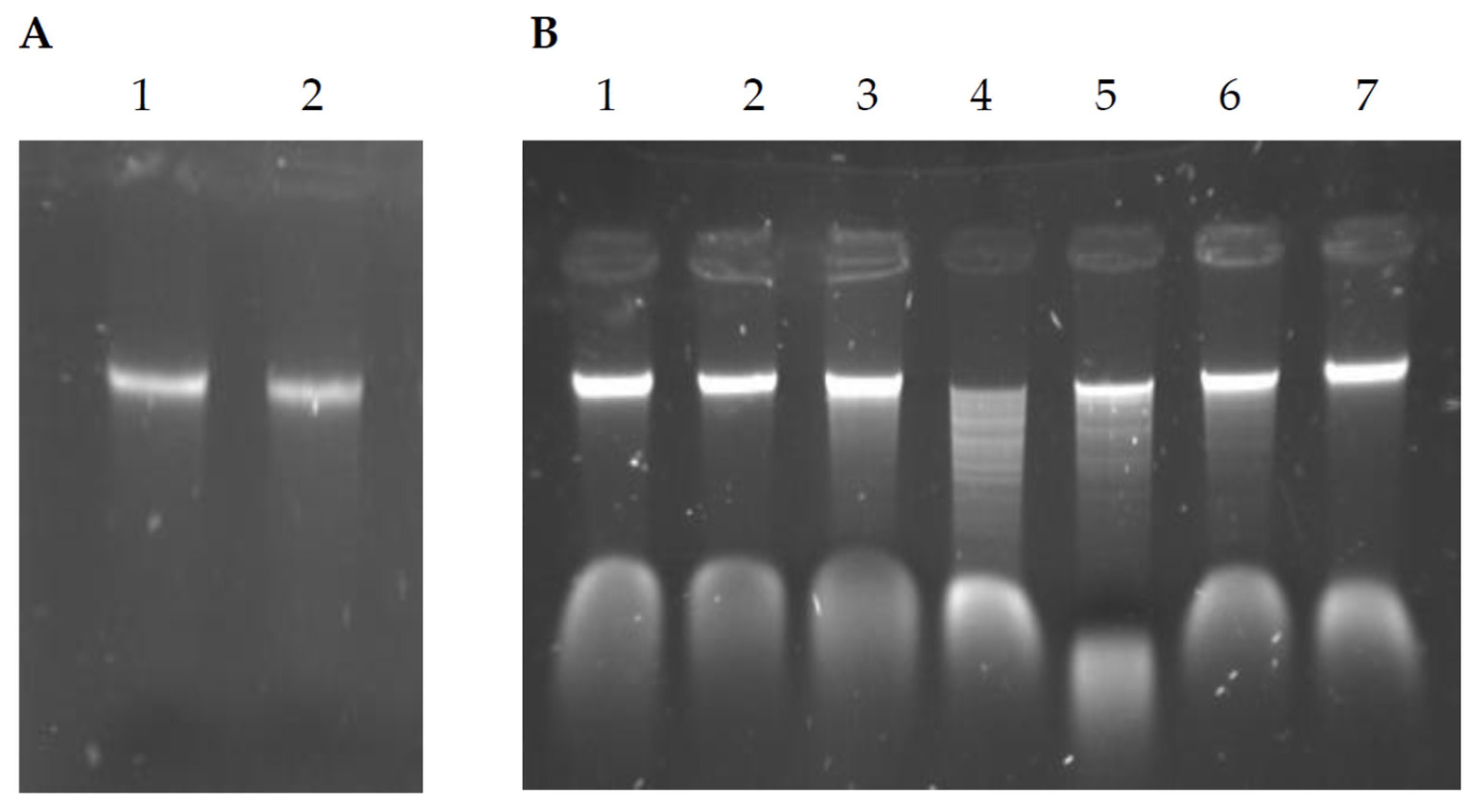 Ijms 26 06548 g005 Ijms 26 06548 g005