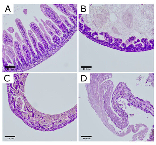 。。。 JCB 456 ZX Wheel Loader 763CX001 Hachette 1:72/76 – Emberton