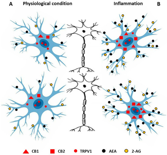Anti-Inflammatory Effects of Cannabinoids in Therapy of