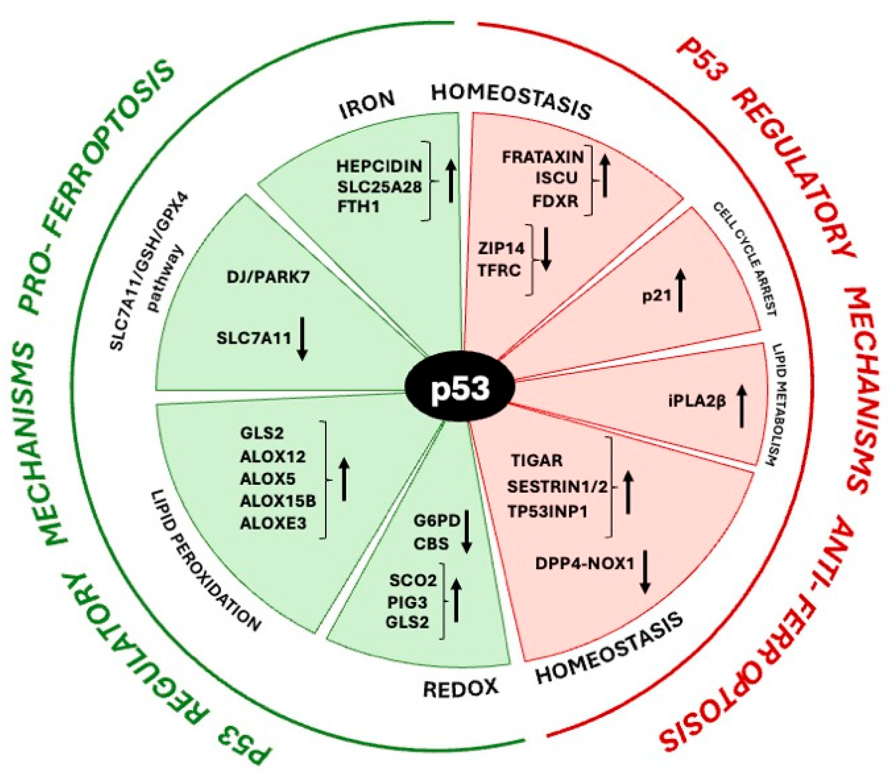 y The Molecular Interplay Between p53-Mediated Ferroptosis and