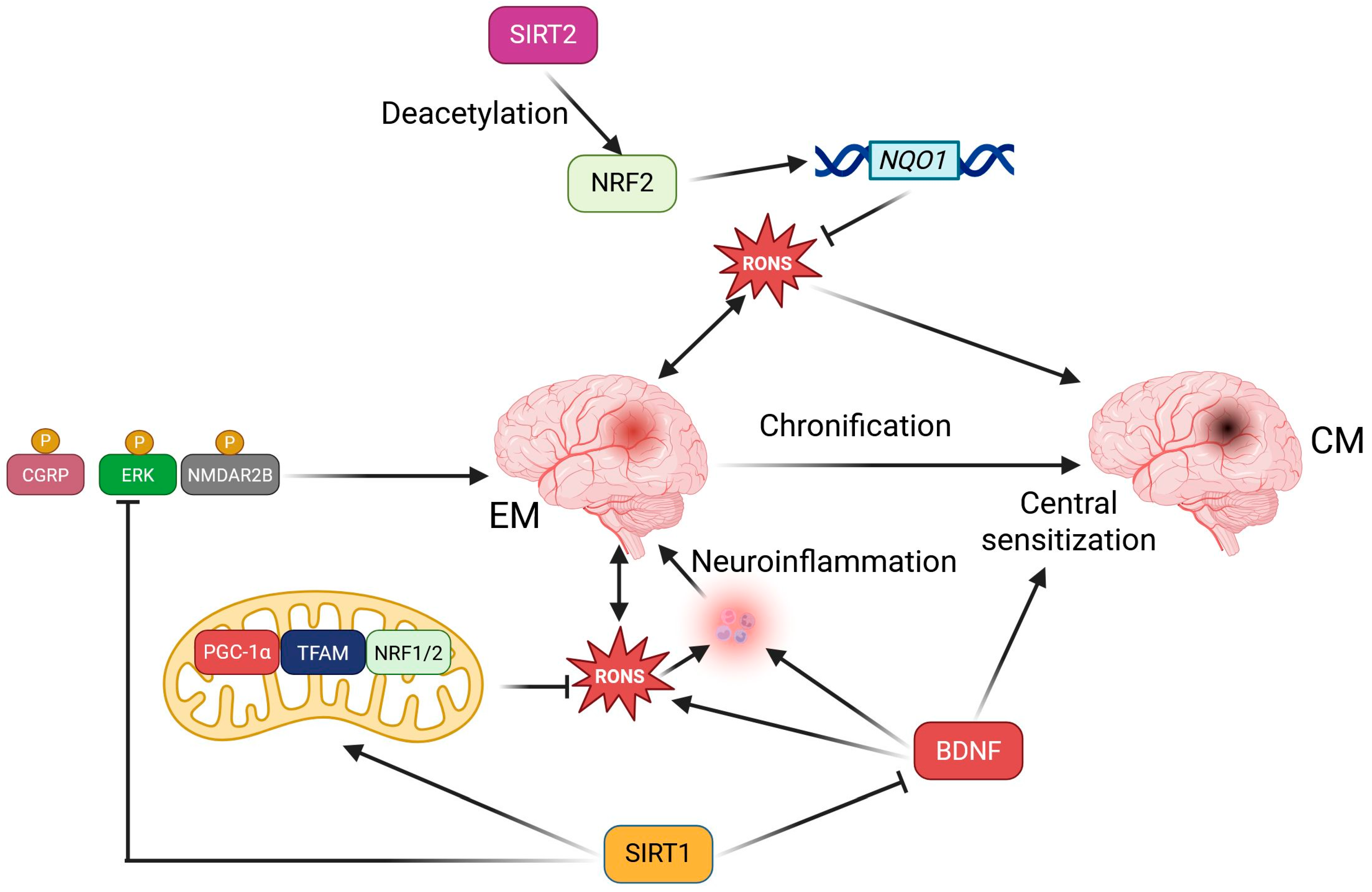Ijms 26 06634 g002 Ijms 26 06634 g002