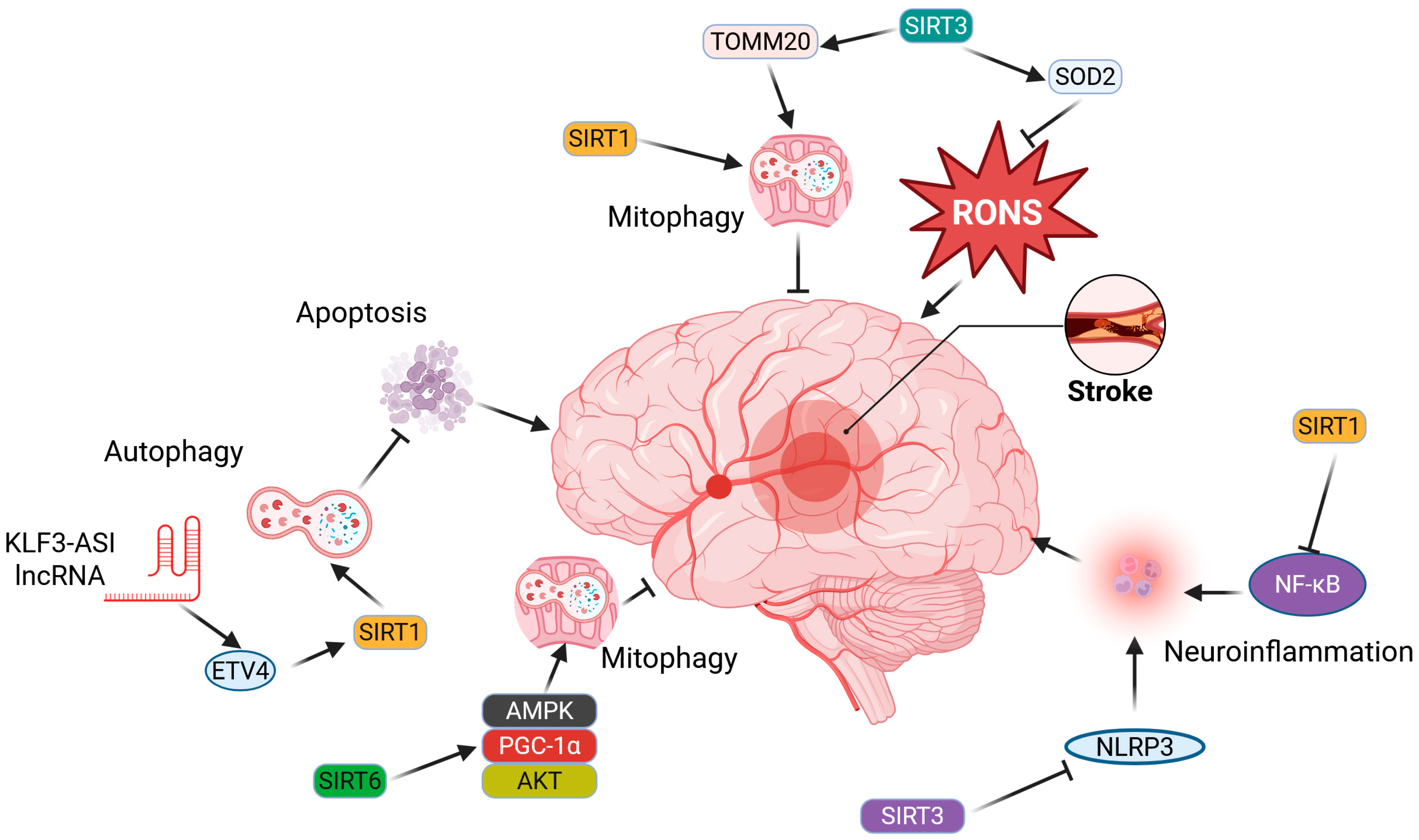 Ijms 26 06634 g003 Ijms 26 06634 g003