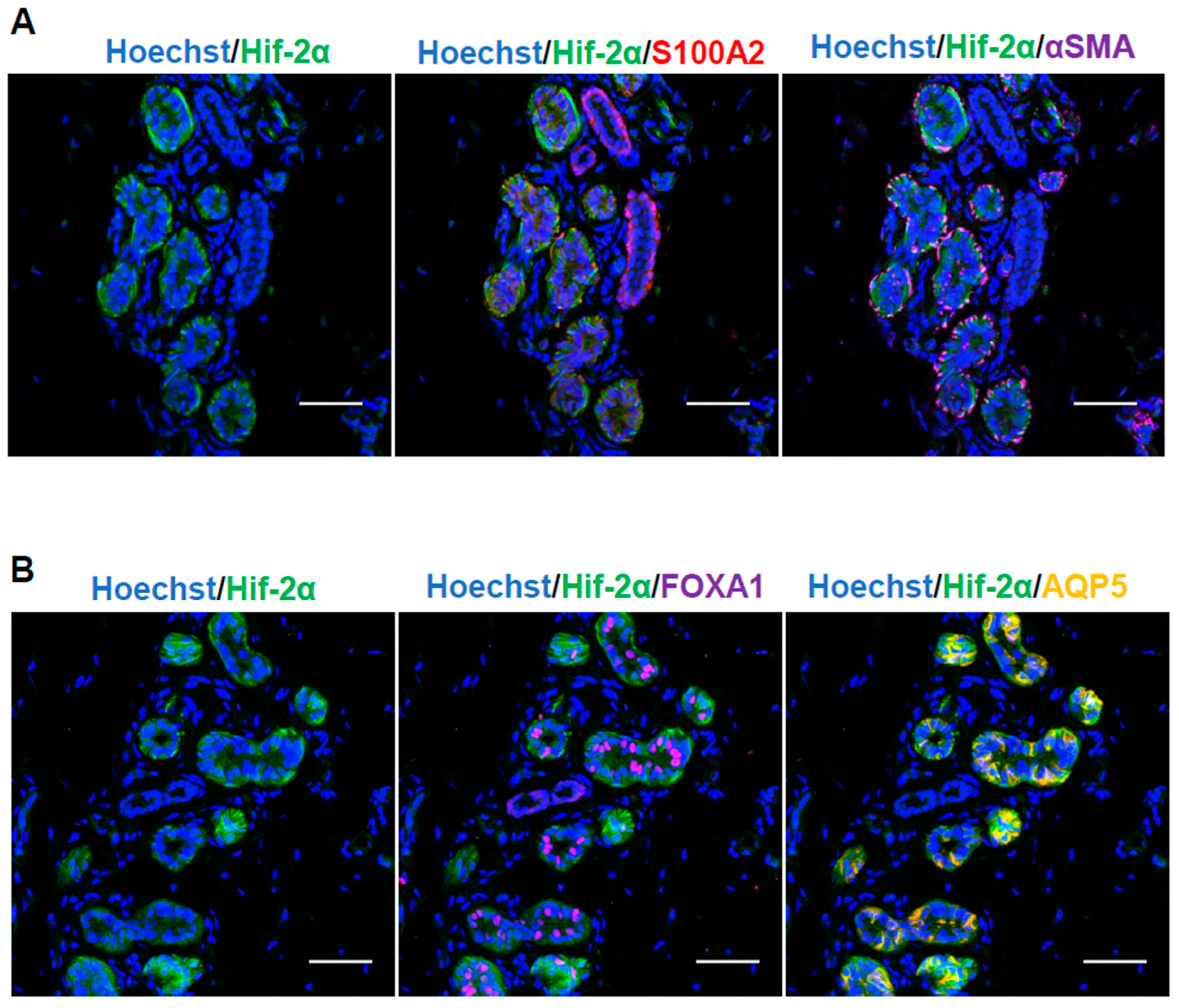 Ijms 26 06664 g002 Ijms 26 06664 g002