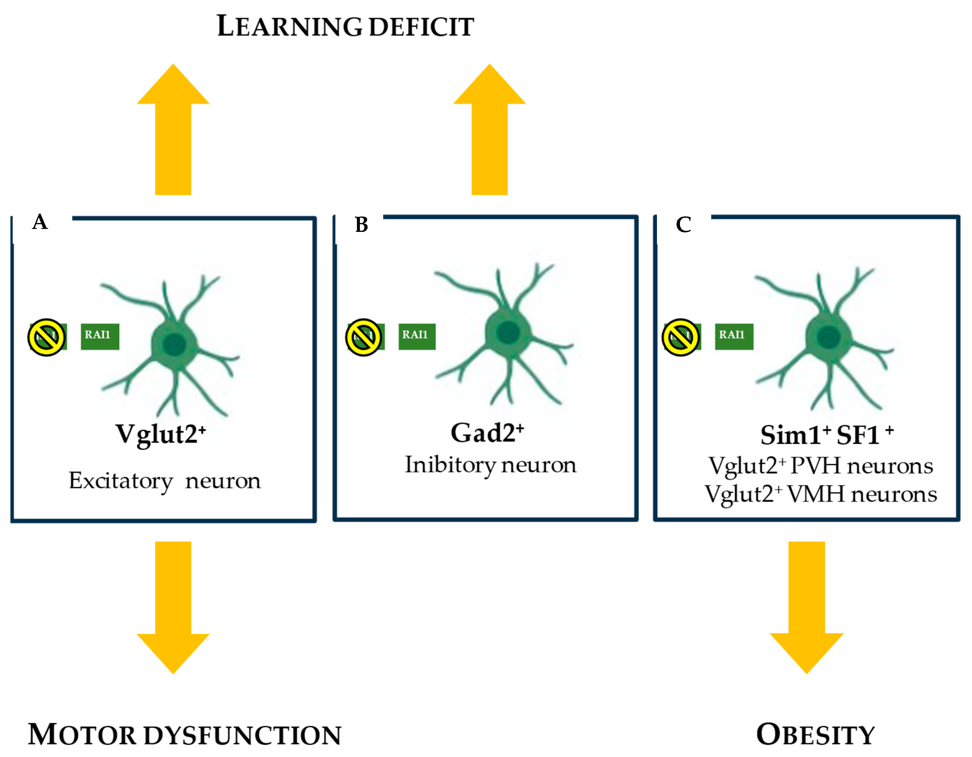 Ijms 26 06667 g007 Ijms 26 06667 g007