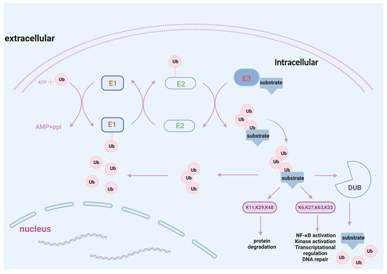 The Roles of E3 Ubiquitin Ligases in Cerebral Ischemia–Reperfusion