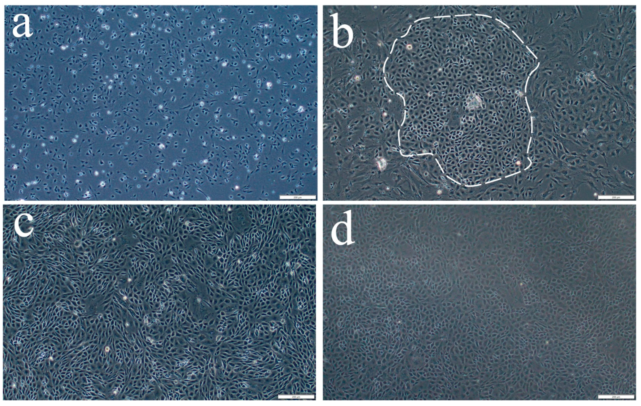 Ijms 26 06772 g001 Ijms 26 06772 g001