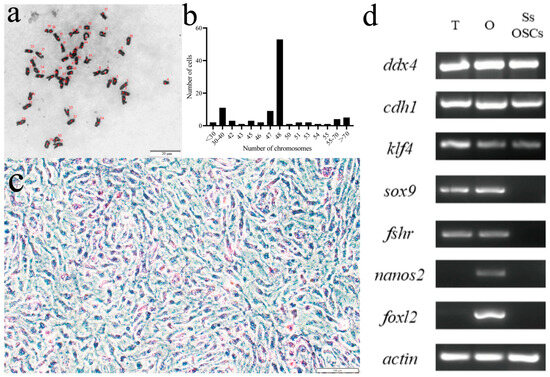 The Primary Cultivation of Oogonial Stem Cells from Black Rockfish ...