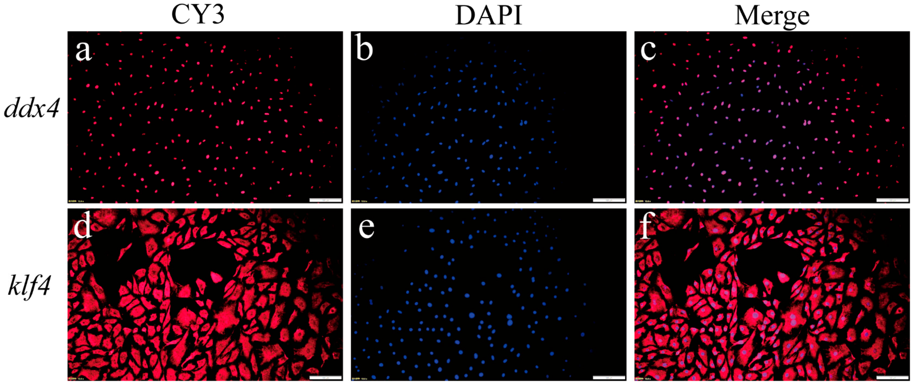 Ijms 26 06772 g003 Ijms 26 06772 g003