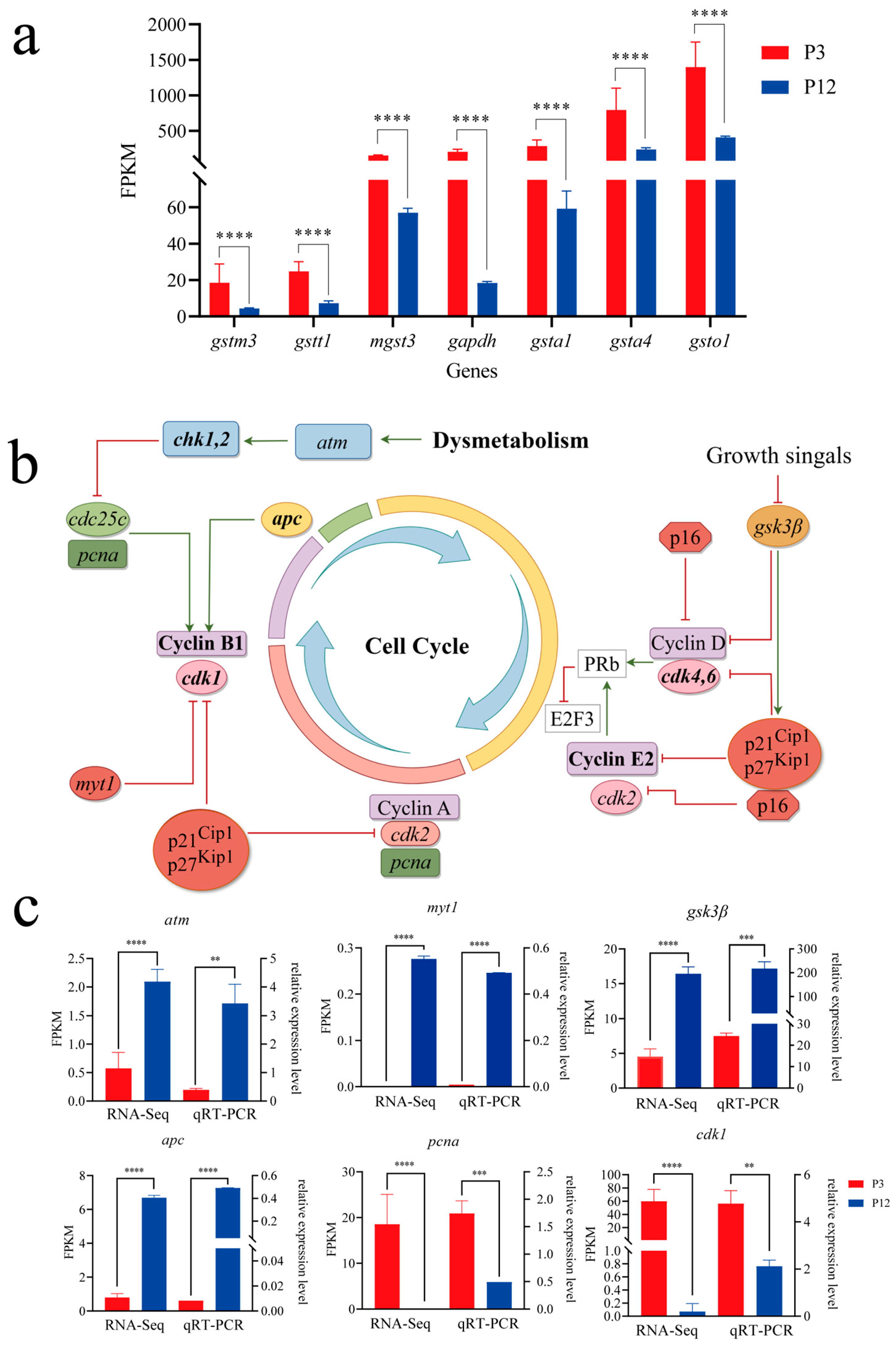 Ijms 26 06772 g007 Ijms 26 06772 g007