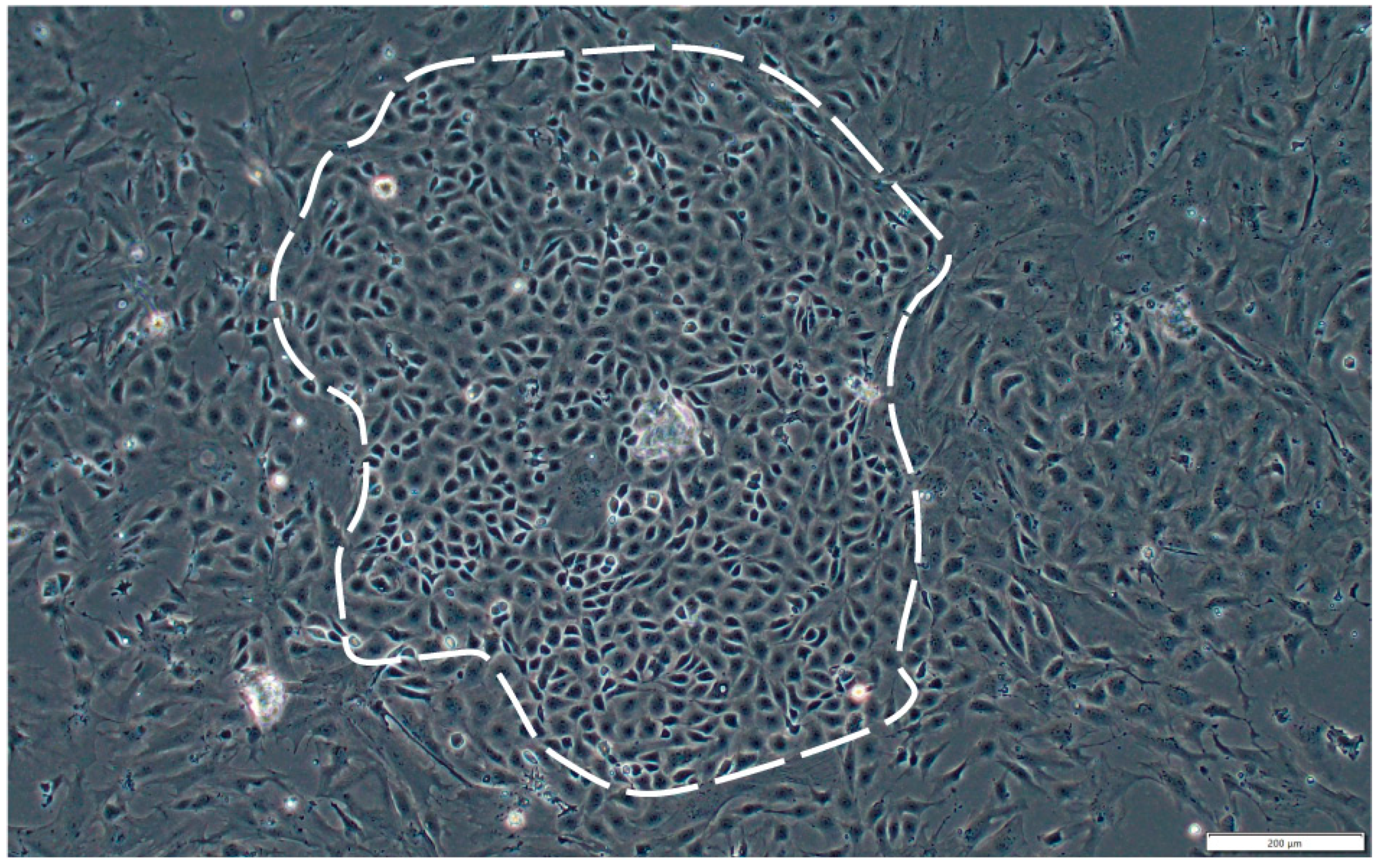 Ijms 26 06772 g0a2 Ijms 26 06772 g0a2