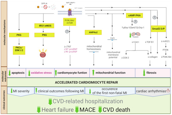 glp.1 Can one drug do it all? Reviewing the expanding clinical universe of GLP-1  agonists