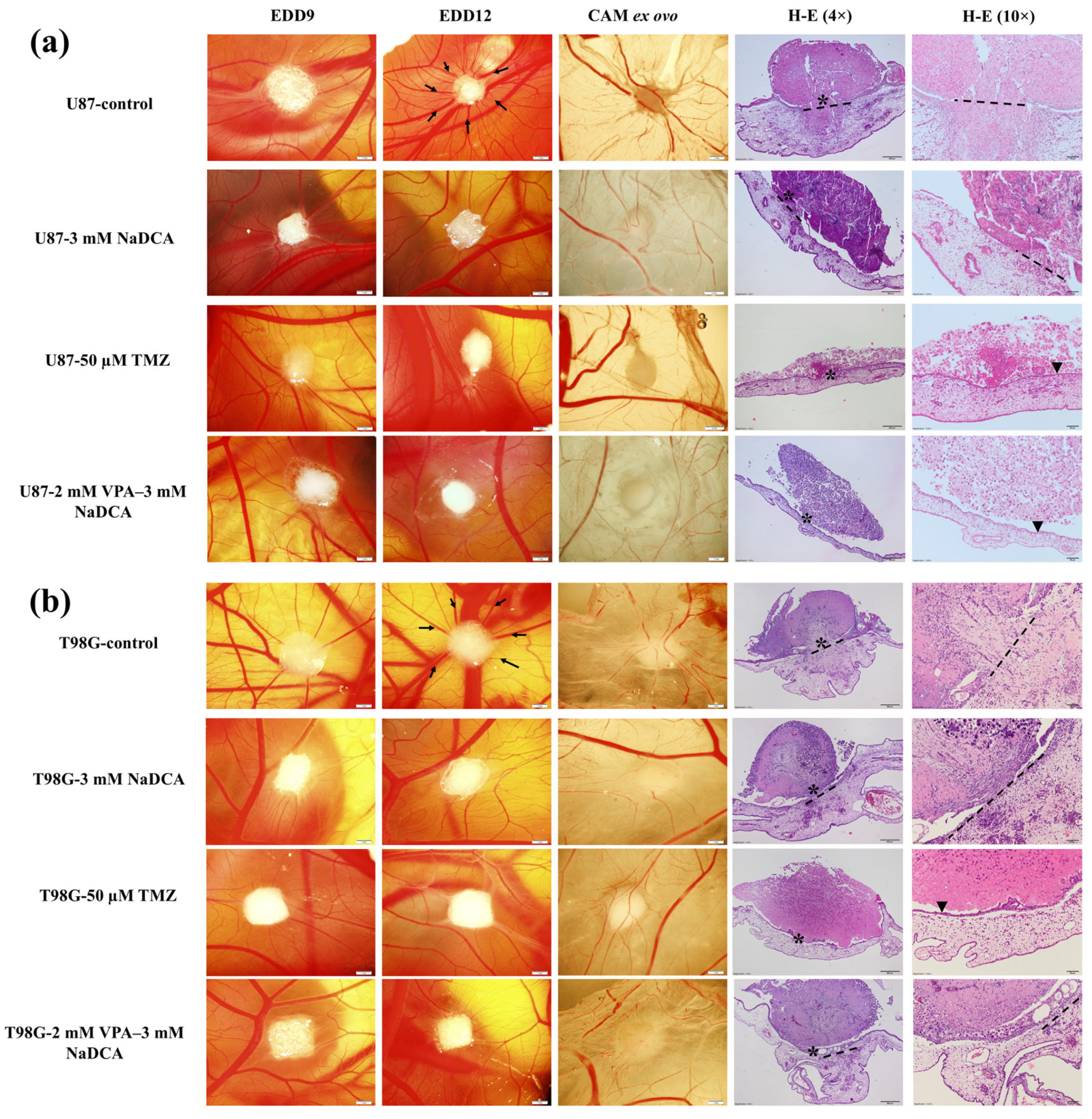 Ijms 26 06784 g001 Ijms 26 06784 g001
