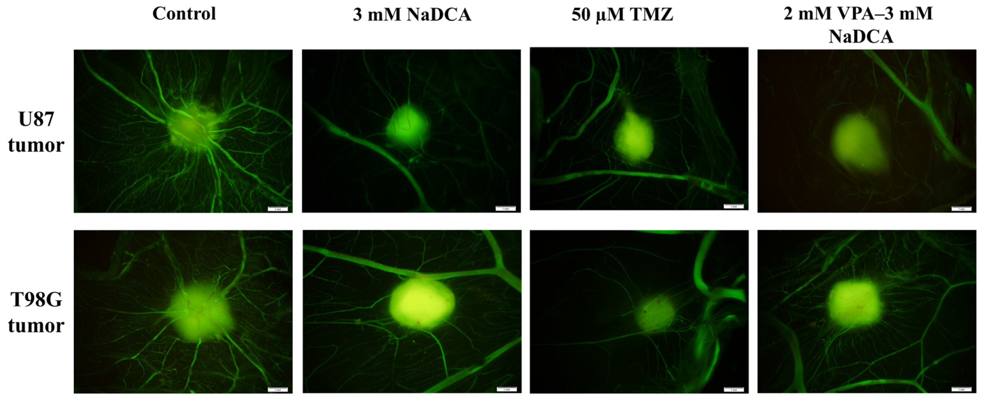 Ijms 26 06784 g003 Ijms 26 06784 g003
