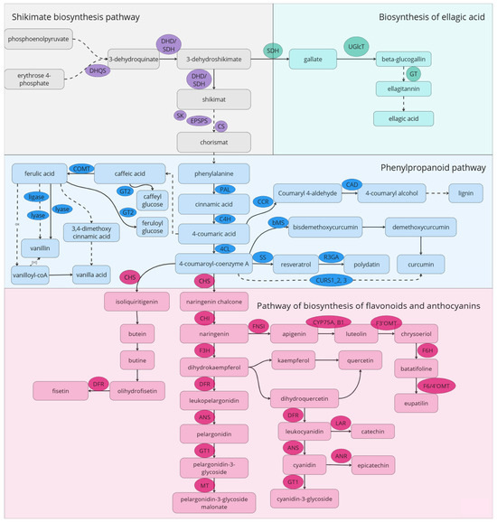 ボールド Hepatocytes as Model for Investigating Natural