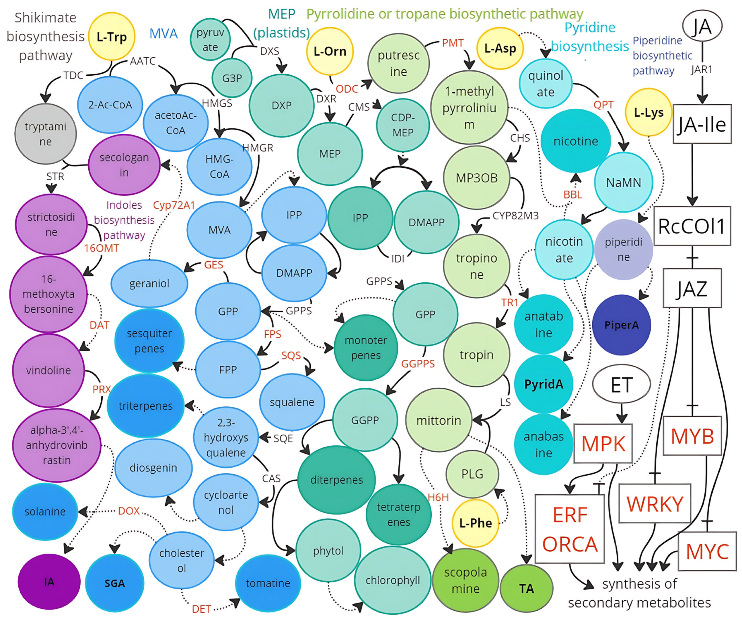 Hepatocytes as Model for Investigating Natural