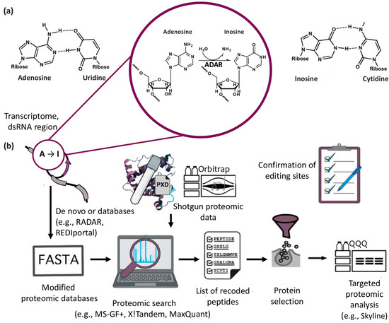 Unraveling ADAR-Mediated Protein Recoding: A Proteogenomic