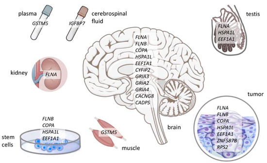 Unraveling ADAR-Mediated Protein Recoding: A Proteogenomic