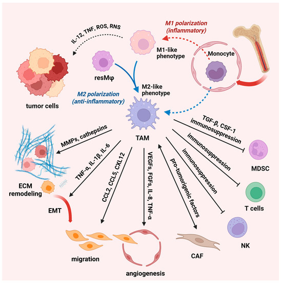 Macrophages at the Crossroads of Chronic Stress and Cancer