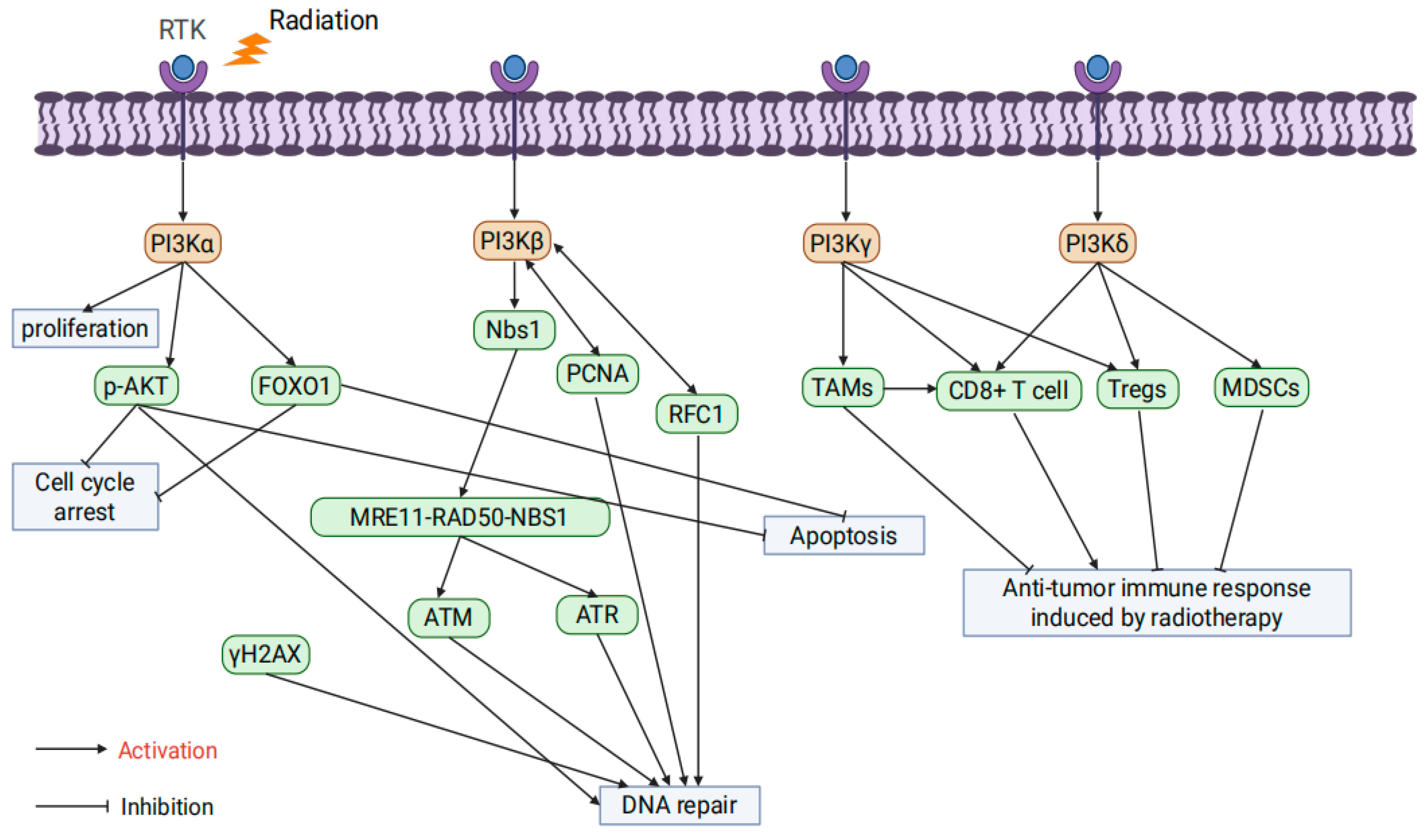 Ijms 26 06853 g002 Ijms 26 06853 g002
