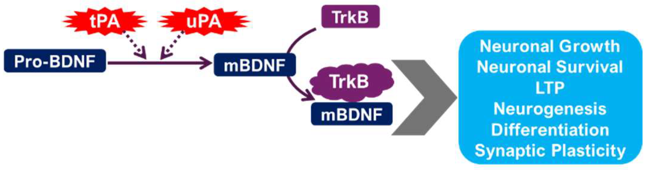 Ijms 26 06899 g002 Ijms 26 06899 g002