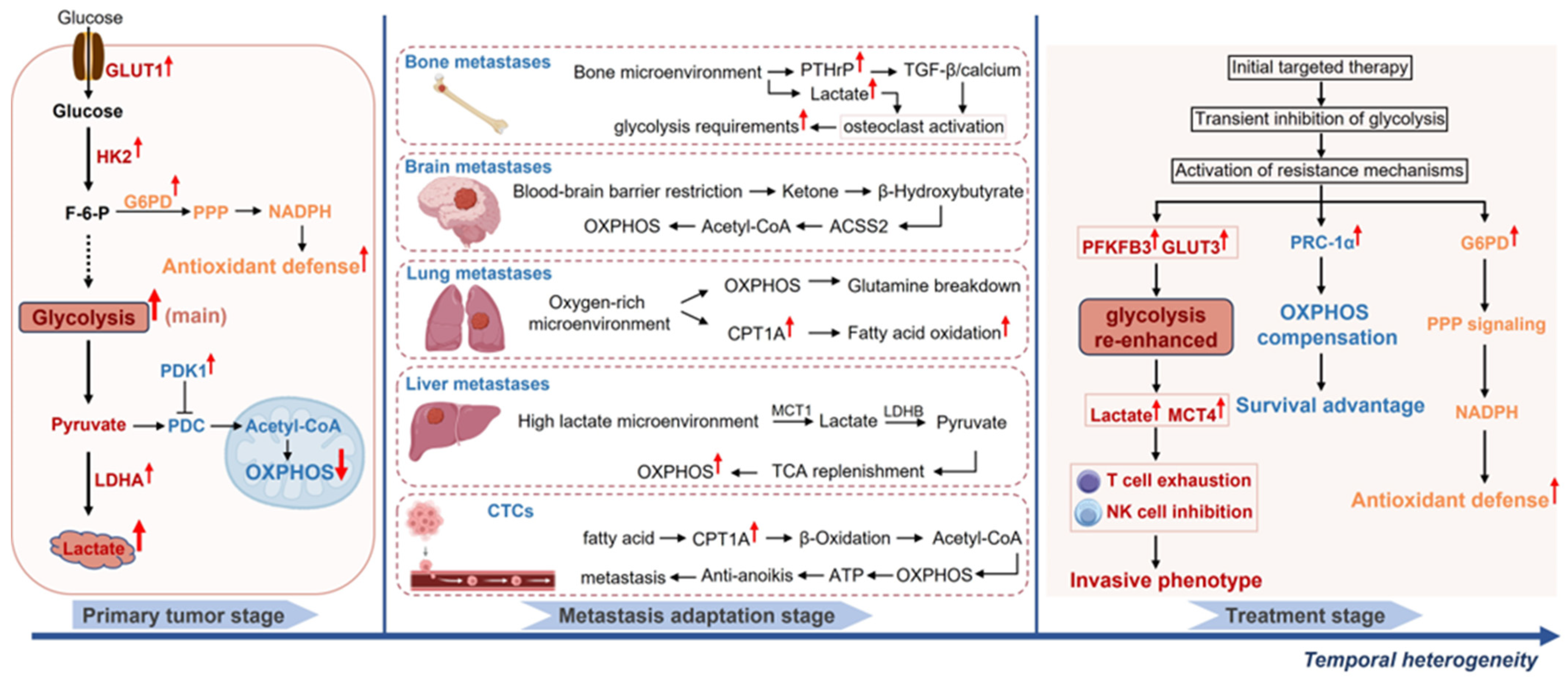 Spatiotemporal Heterogeneity of Tumor Glucose Metabolism